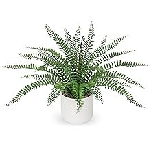 boston fern