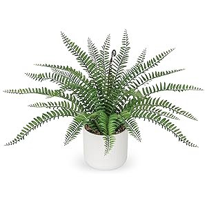 boston fern