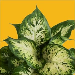 dieffenbachia