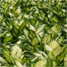 fresh from farm dieffenbachia