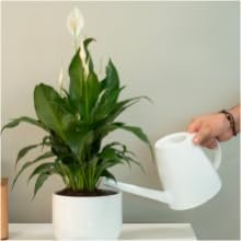 peace lily
