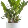 Live Indoor Houseplant in Modern Decor Planter, Natural Air Purifier in Potting Soil, Gift for Plant Lovers, Birthday Gift, Tabletop Living Room Decor, Desk Decor, 12-Inches Tall