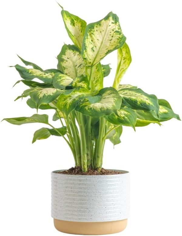 Dieffenbachia Live Plant Indoor, Easy Grow Light and Watering Houseplant, Potted in Indoors Garden Decor Plant Pot, Soil, Grower's Choice, Home and Office Plants Decor, 1 Foot Tall