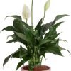 61h_BVJcWLL._AC_SL1500 Peace Lily, Live Indoor Plant with Flowers, Easy to Grow Houseplant in Decorative Pot, Potting Soil, Thinking of You, Get Well Soon Gift, Room Decor, 1 Foot Tall