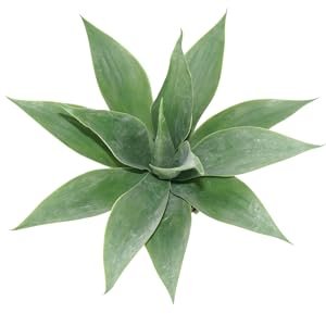 Artificial Aloe