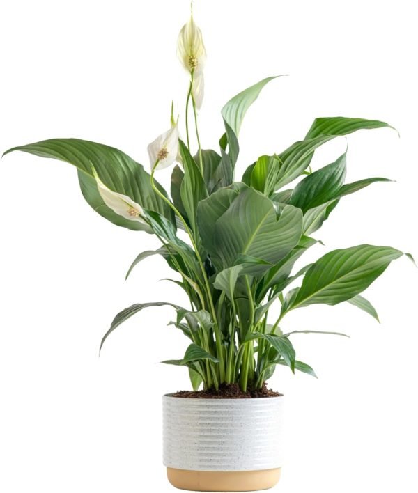 71-SQRV7auL._AC_SL1500 Peace Lily, Live Indoor Plant with Flowers, Easy to Grow Houseplant in Decorative Pot, Potting Soil, Thinking of You, Get Well Soon Gift, Room Decor, 1 Foot Tall
