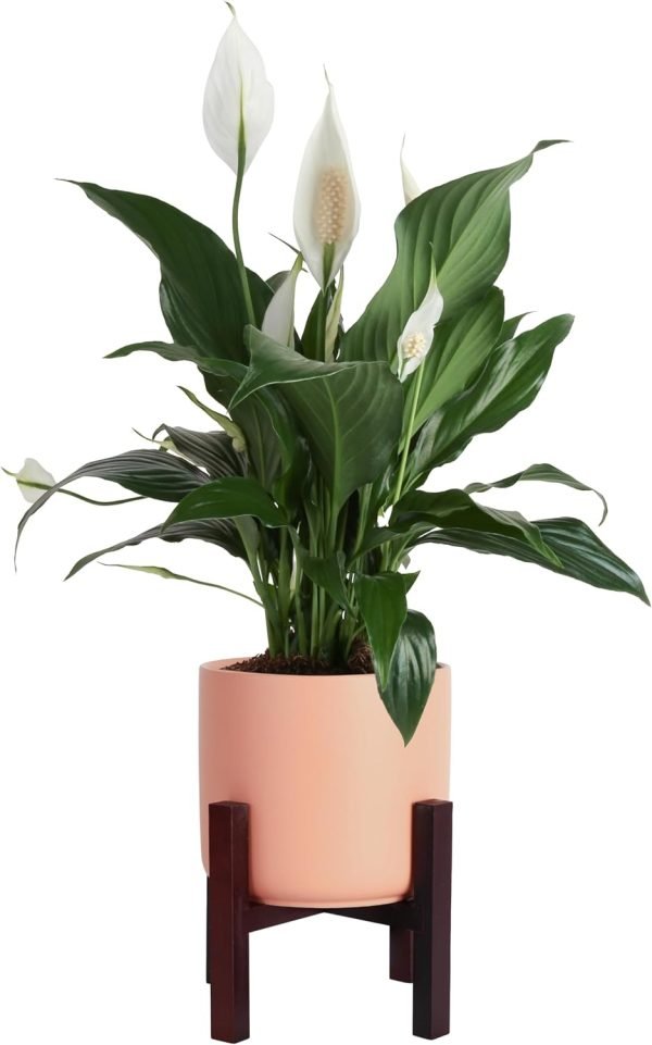 71-csfeoaWL._AC_SL1500 Peace Lily, Live Indoor Plant with Flowers, Easy to Grow Houseplant in Decorative Pot, Potting Soil, Thinking of You, Get Well Soon Gift, Room Decor, 1 Foot Tall