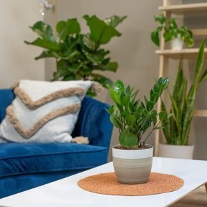 Live Indoor Houseplant in Modern Decor Planter, Natural Air Purifier in Potting Soil, Gift for Plant Lovers, Birthday Gift, Tabletop Living Room Decor, Desk Decor, 12-Inches Tall