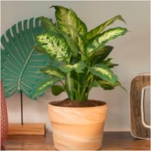 live plant houseplant