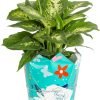 Dieffenbachia Live Plant Indoor, Easy Grow Light and Watering Houseplant, Potted in Indoors Garden Decor Plant Pot, Soil, Grower's Choice, Home and Office Plants Decor, 1 Foot Tall