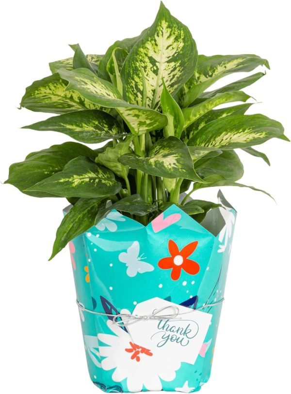 Dieffenbachia Live Plant Indoor, Easy Grow Light and Watering Houseplant, Potted in Indoors Garden Decor Plant Pot, Soil, Grower's Choice, Home and Office Plants Decor, 1 Foot Tall