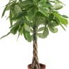 71Bzd5MyYbL._AC_SL1500 Money Tree, Easy to Grow Live Indoor Plant, Bonsai Houseplant in Ceramic Planter Pot, Potting Soil, Home Décor, Gardening, Birthday, Housewarming, 12-16 Inches Tall