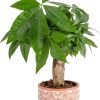 71FvgQyZZGL._AC_SL1500 Money Tree, Easy to Grow Live Indoor Plant, Bonsai Houseplant in Ceramic Planter Pot, Potting Soil, Home Décor, Gardening, Birthday, Housewarming, 12-16 Inches Tall