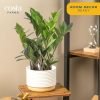 Live Indoor Houseplant in Modern Decor Planter, Natural Air Purifier in Potting Soil, Gift for Plant Lovers, Birthday Gift, Tabletop Living Room Decor, Desk Decor, 12-Inches Tall