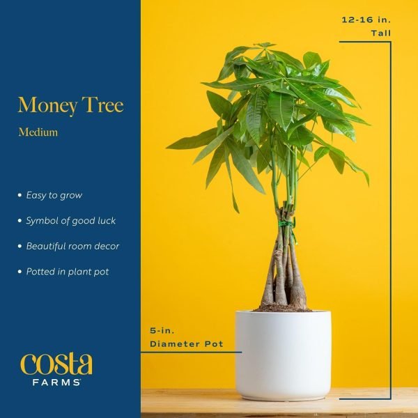 71Yv8LeQNSL._AC_SL1500 Money Tree, Easy to Grow Live Indoor Plant, Bonsai Houseplant in Ceramic Planter Pot, Potting Soil, Home Décor, Gardening, Birthday, Housewarming, 12-16 Inches Tall