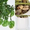 Fake Plants Indoor 8 Inch Artificial Monstera Leaves in Ceramic Pot - Faux Potted Tropical Palm Plant for Home Aesthetic Decor Living Room Shelf Office