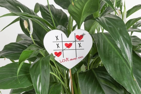 71chZxWjEYL._AC_SL1500 Peace Lily, Live Indoor Plant with Flowers, Easy to Grow Houseplant in Decorative Pot, Potting Soil, Thinking of You, Get Well Soon Gift, Room Decor, 1 Foot Tall