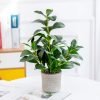 16 inch Artificial Indoor Plants Office Desk Faux Plant Peperomia Leaf Ficus Plant Realistic Small Fake Farmhouse Plants for Home Kitchen Bathroom Bedroom Evergreen Decor