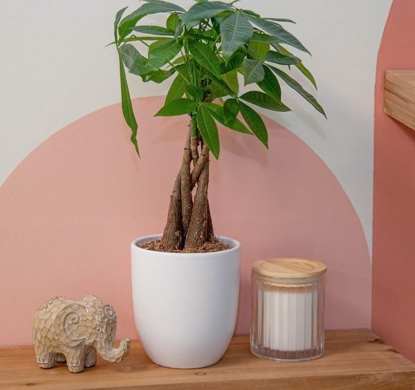 71ubQdCyH0L._AC_SL1500 Money Tree, Easy to Grow Live Indoor Plant, Bonsai Houseplant in Ceramic Planter Pot, Potting Soil, Home Décor, Gardening, Birthday, Housewarming, 12-16 Inches Tall