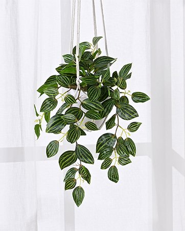hanging plants