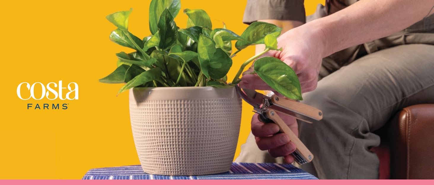 costa farms brand story plants indoor houseplants home decor