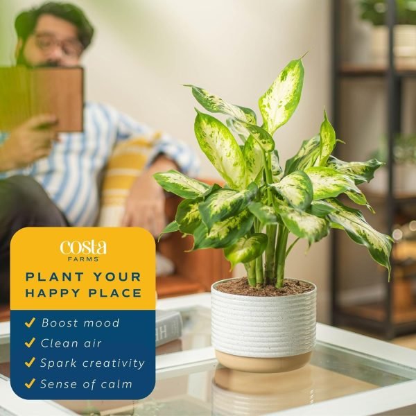 Dieffenbachia Live Plant Indoor, Easy Grow Light and Watering Houseplant, Potted in Indoors Garden Decor Plant Pot, Soil, Grower's Choice, Home and Office Plants Decor, 1 Foot Tall