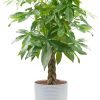 81iegyxkaGL._AC_SL1500 Money Tree, Easy to Grow Live Indoor Plant, Bonsai Houseplant in Ceramic Planter Pot, Potting Soil, Home Décor, Gardening, Birthday, Housewarming, 12-16 Inches Tall
