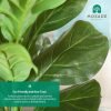 Artificial Fiddle Leaf Fig Tree 37" Fake Potted Ficus Lyrata Plant with Handmade Seagrass Basket, Perfect Faux Plants Home Décor for Indoor Outdoor Office Porch Balcony Bedroom Bathroom Gift