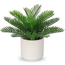 sago palm