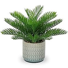 potted palm