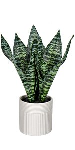 Fake Snake Plant