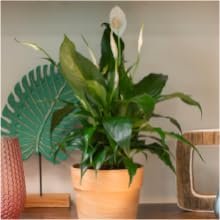 peace lily live plant