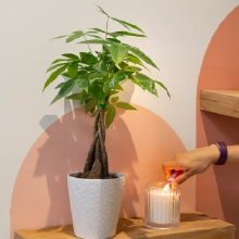 live indoor money tree plant