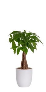 money tree pachira live indoor plant bonsai